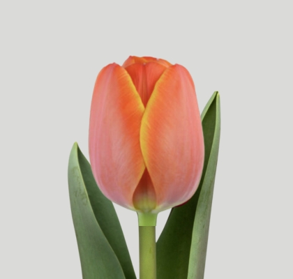 Tulipan Hol. Ad Rem 35cm Nj.  (7 Dias- 2�)