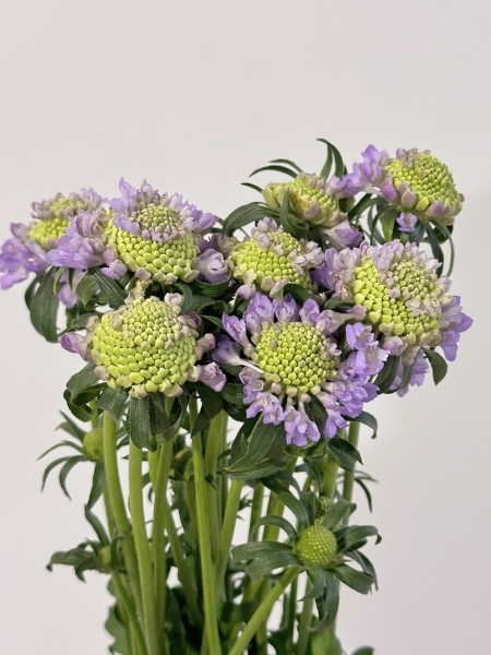 Scabiosa Nac. Malva 60cm x10