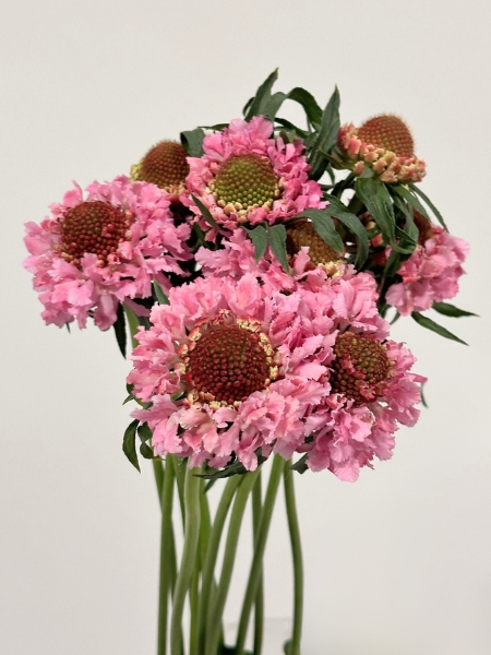 Scabiosa Nac. Rosa 60cm x10