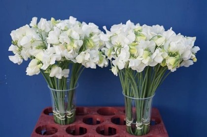 Lathyrus Wi Sunshine White 40cm "T50"