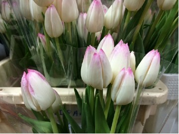 Tulipan Hol. First class Bicolor 40cm