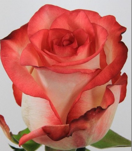 Rosa Hol. Blush 50cm