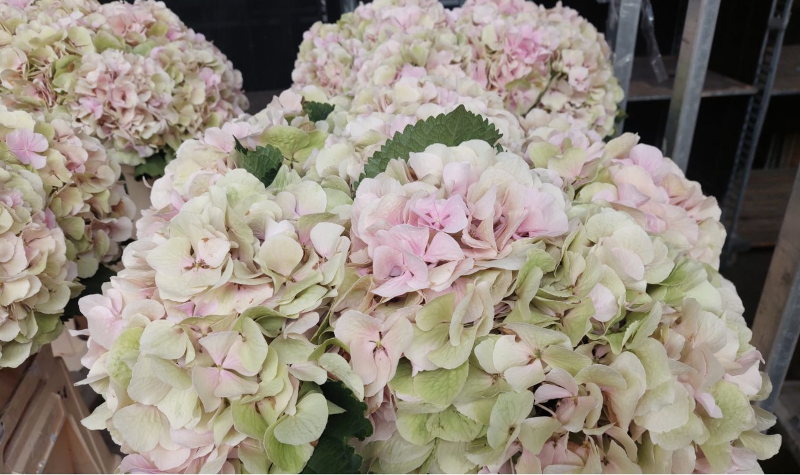 Hortensia Hol. Verena Classic 60cm  20/22