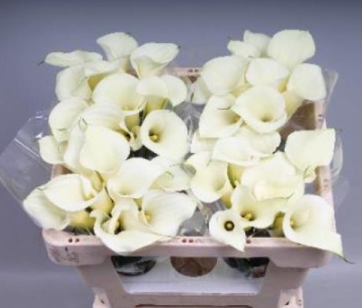 Calla Snowstar 55cm