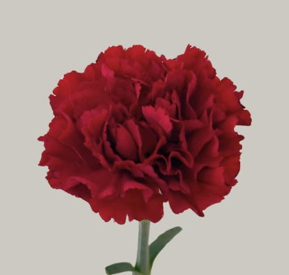 Clavel Col. Fancy Zurigo/Burgundy Gr.