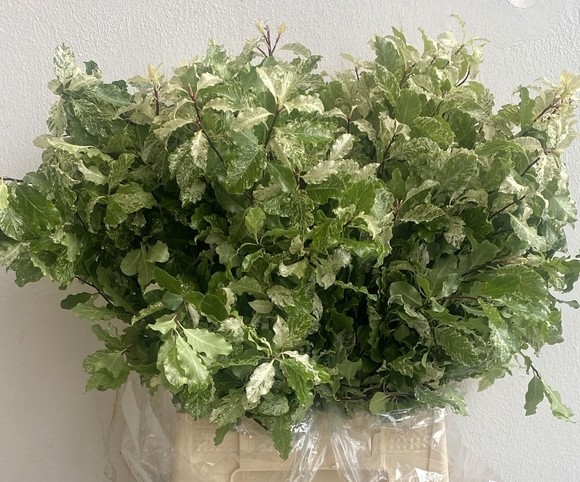 Pittosporum Italia Nevato 50cm 150gr