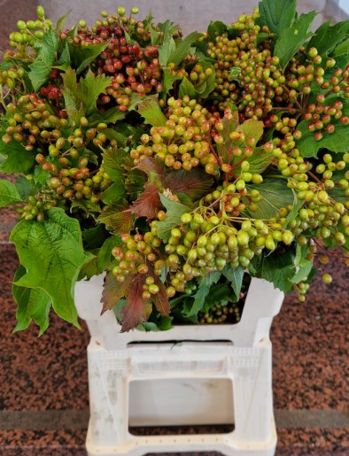Viburnum Fruto Italia 55cm 200gr