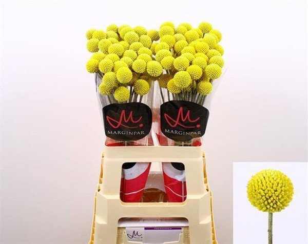 Craspedia Paint Pop 60cm "T25"