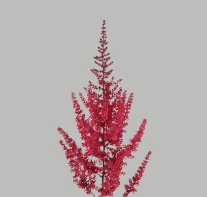 Astilbe Paul Gaarde 70cm Rj