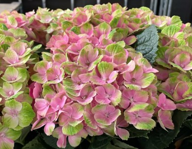 Hortensia Hol. Amethyst 60cm 16/18 Bic.