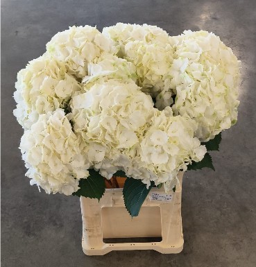 Hortensia Hol. Verena White 80cm �20/22