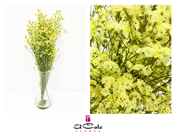 Limonium Nac. Hibrido Amarillo 60cm Paq.