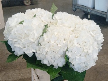 Hortensia Hol. Verena White 60cm �20/22