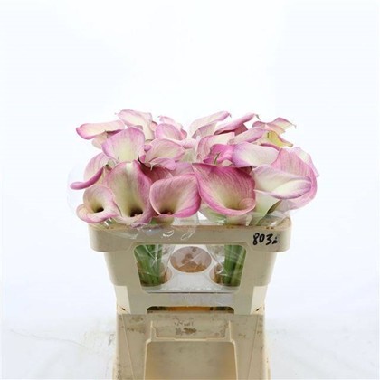 Calla Denver 50cm