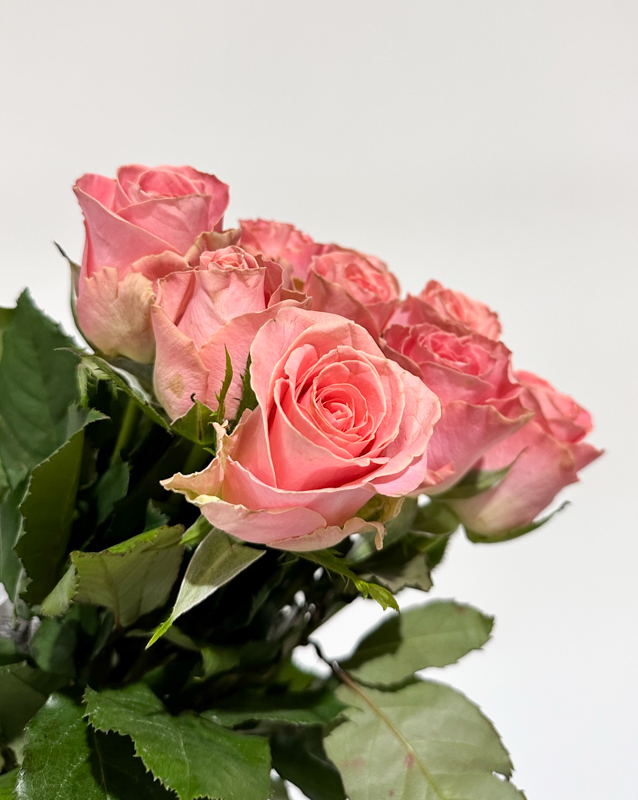 Rosa Hol. Hermosa 60cm x10