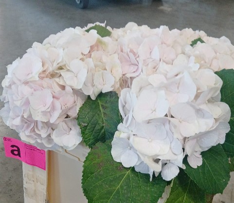 Hortensia Hol. Sweet Verena 50cm �16/18 Bl.