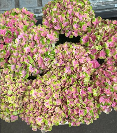 Hortensia Magic Coral 60cm x5 Bi 18/20 Bic.