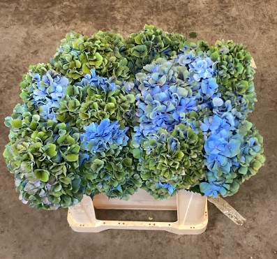 Hortensia Hol. Pimpernel Classic 50cm �18/20