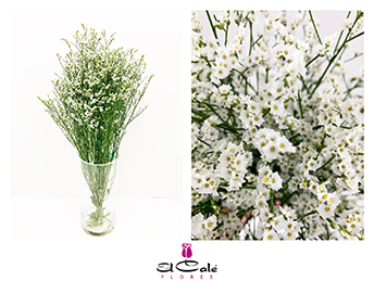 Limonium Nac. Hibrido Blanco 60cm Paq.