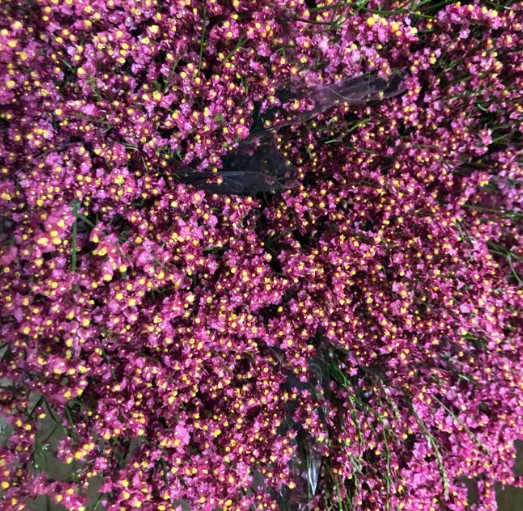 Limonium Nac. Hibrido Rojo 60cm Paq.