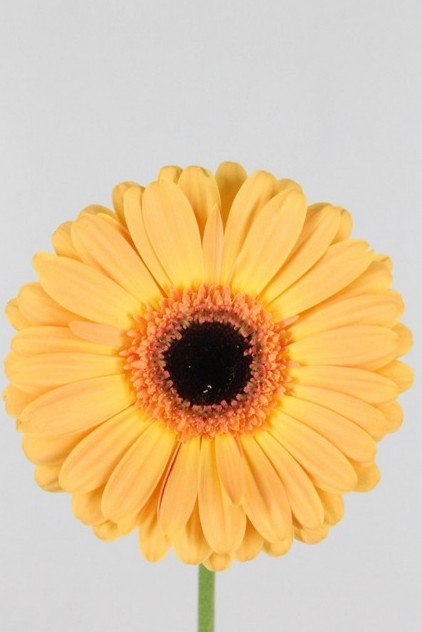 Gerbera Hol. Jetset Sal. "T25"