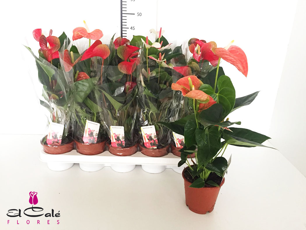 P. Anthurium Mix. 12/45cm 3KL x10  +4 flores