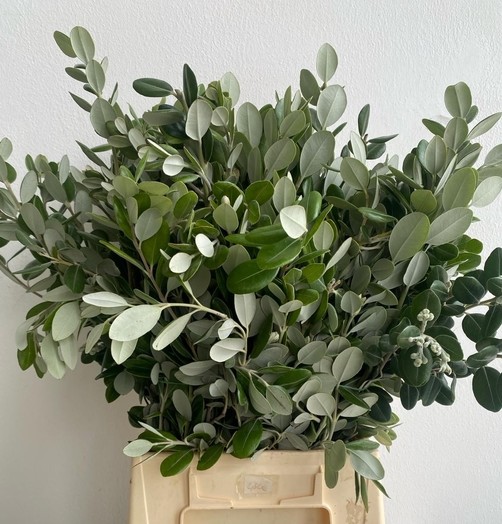 Pittosporum Italia Ralphy 50cm 150gr