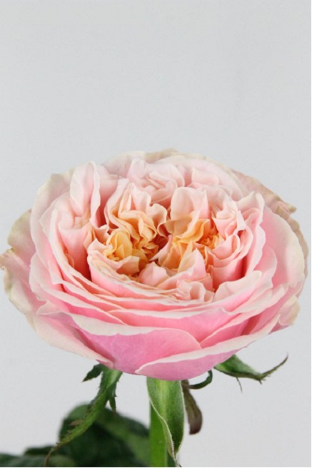 Rosa Hol. Notting Hill 50cm rs.