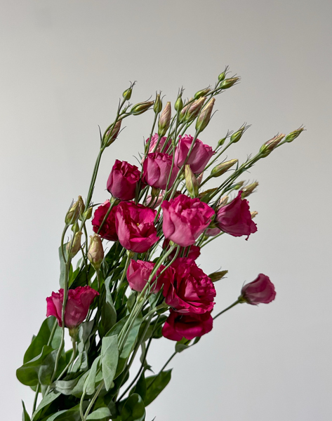 Lisiantus Nac. Fucsia 70cm
