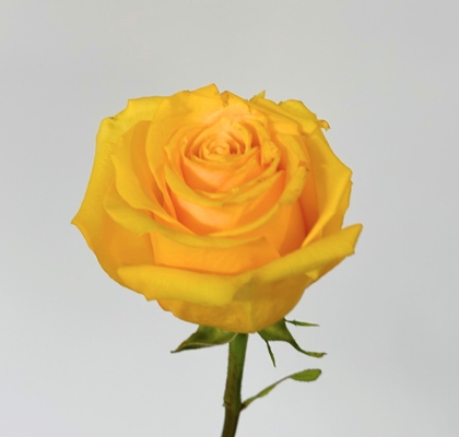 Rosa Ecu. Super Sun 70cm Am.