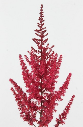 Astilbe Paul Gaarde 45cm Rj x10