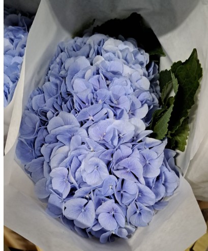 Hortensia Hol. Verena Azul 60cm 16/18cm
