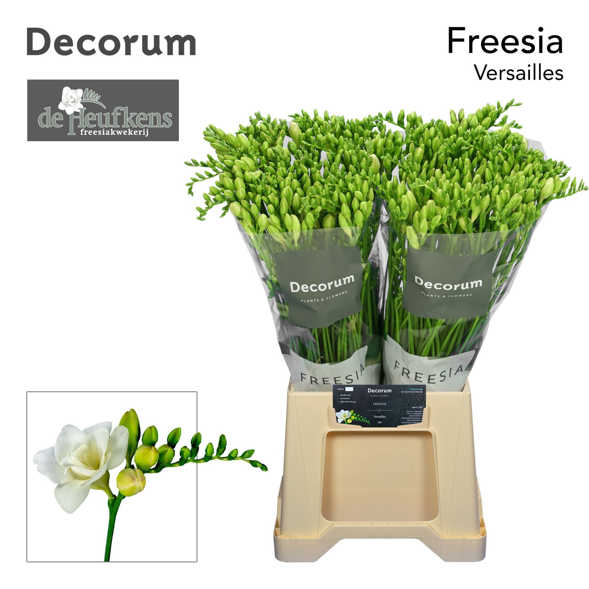 Fresia Hol. Versailles 55cm 25gr "T50"