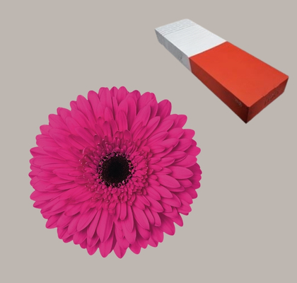 Gerbera Hol. Madeira x25 Fu