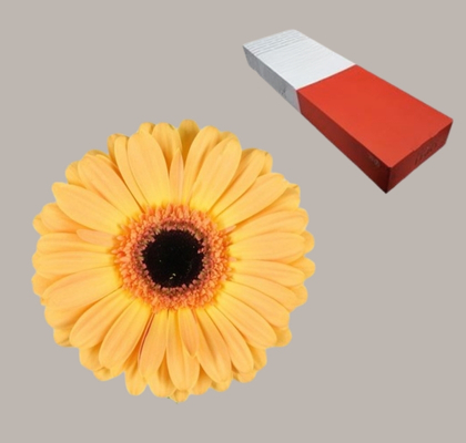 Gerbera Hol. Jetset Sal.