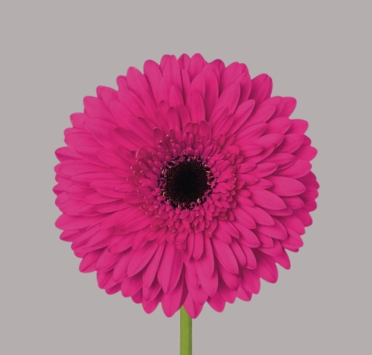 Gerbera Hol. Madeira Fuc.