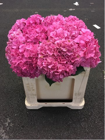 Hortensia Hol. Rodeo Rood 50cm �18/20