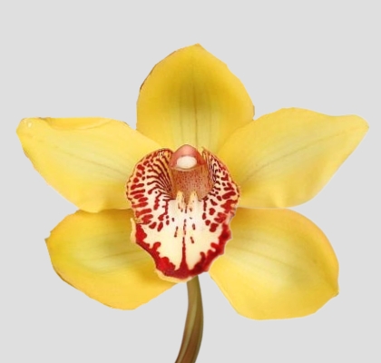 Cymbidium La Vie Stella 80cm Am.