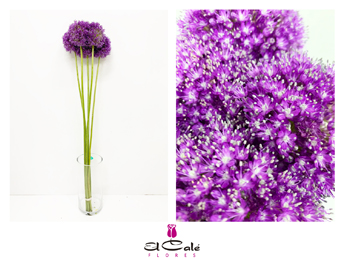 Allium Giganteum Gigante 60cm