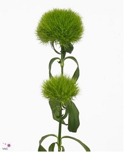 Dianthus Green Kiwi Mellow 50cm x10
