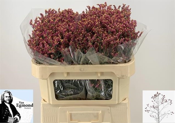 Limonium Hol. Scarlet Diamond 60cm 20gr "T25" Rj