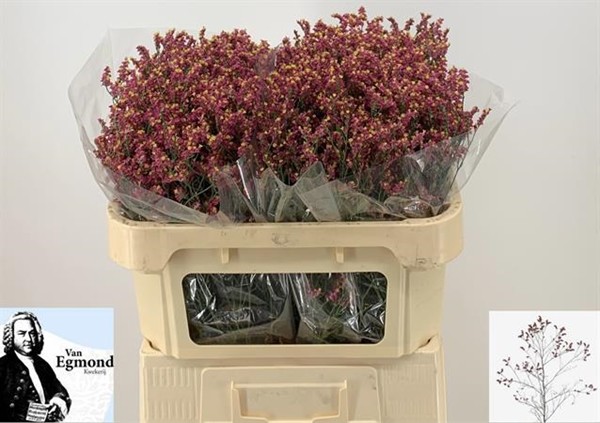 Limonium Hol. Scarlet Diamond 60cm 20gr x25 Rj