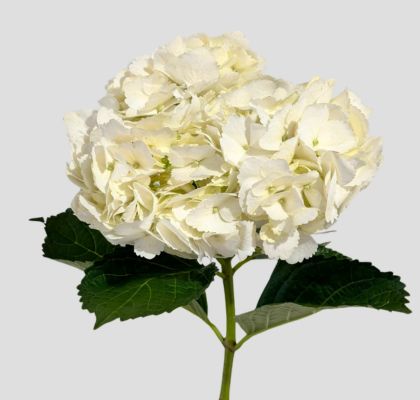 Hortensia Col. Premium Blanca 60cm 17cm x5