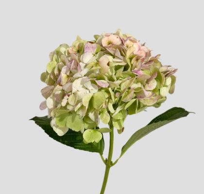 Hortensia Col. Jumbo Antic Green 60cm 19cm x5