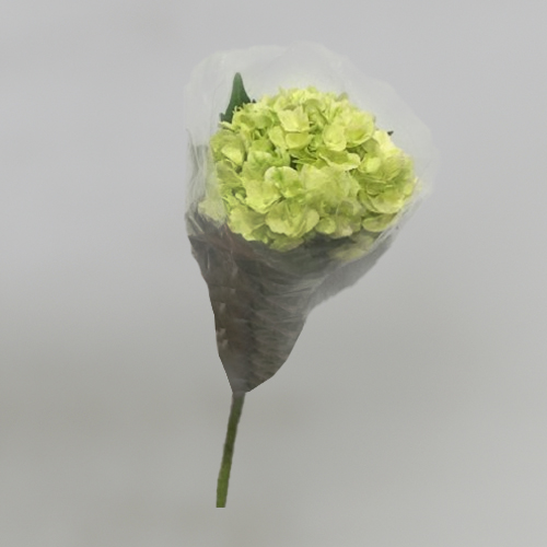Hortensia Select Green Lemon 60cm 15/16