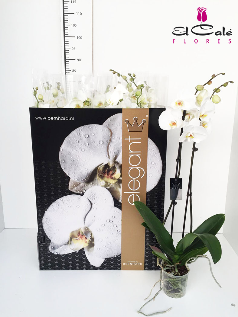 P. Phalaenopsis Ov. White 12/70cm  2T x12