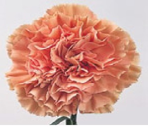 Clavel Col. Select Terra