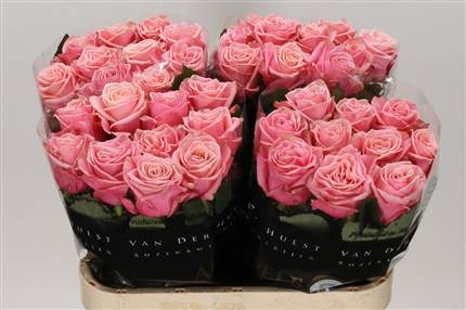 Rosa Hol. Adele 60cm Rs. A2