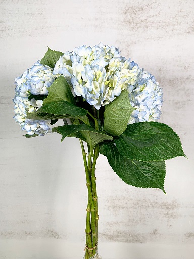 Hortensia Col. Select Azul 60cm 16cm x5