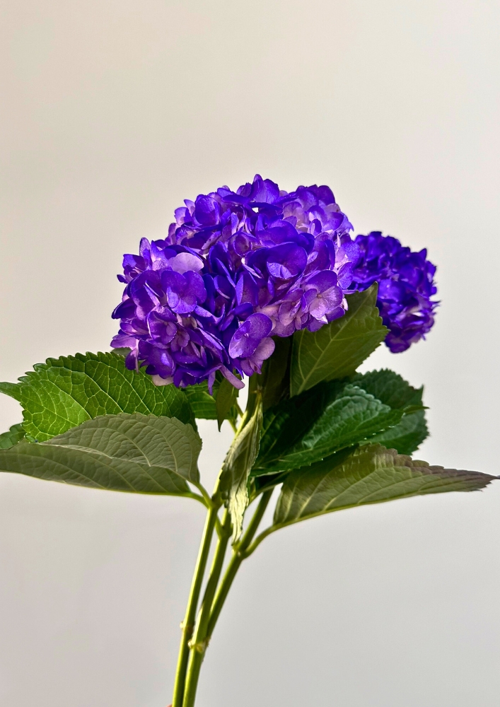 Hortensia Col. Tint. Purple  60cm x5 16